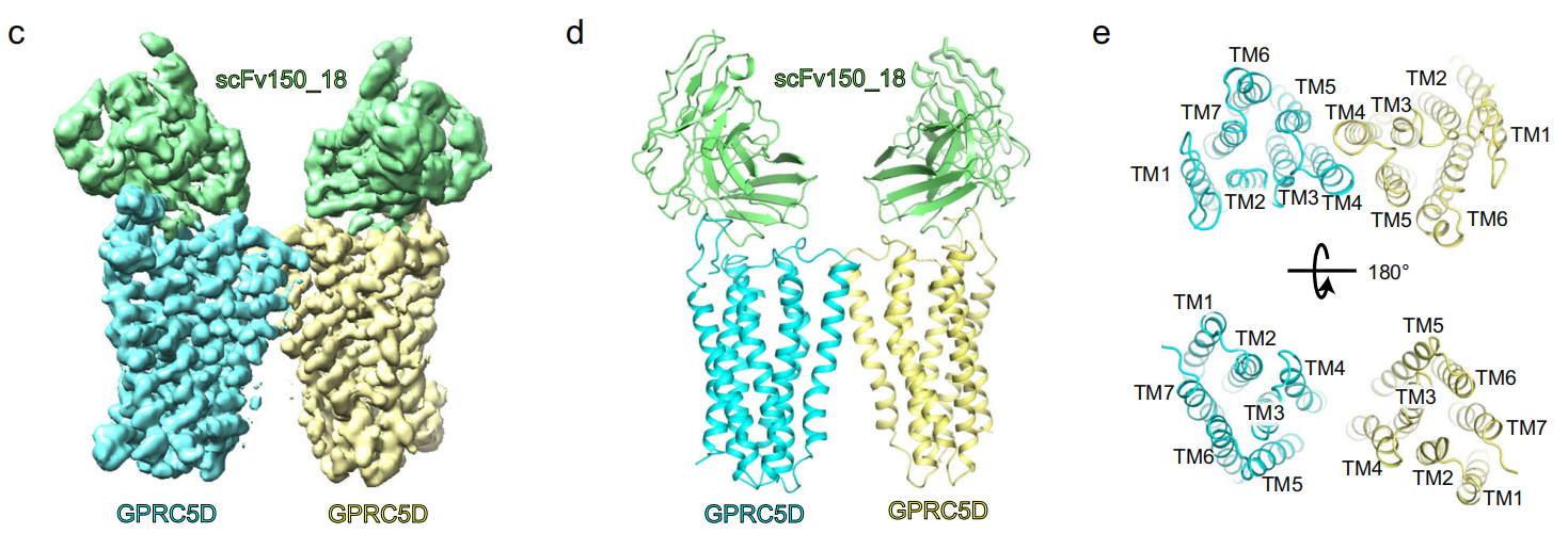 The binding mechanism of an anti multiple myeloma antibody to the human GPRC5D homodimer